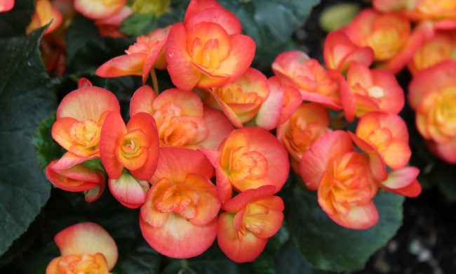 Begonia blooms side by side on table