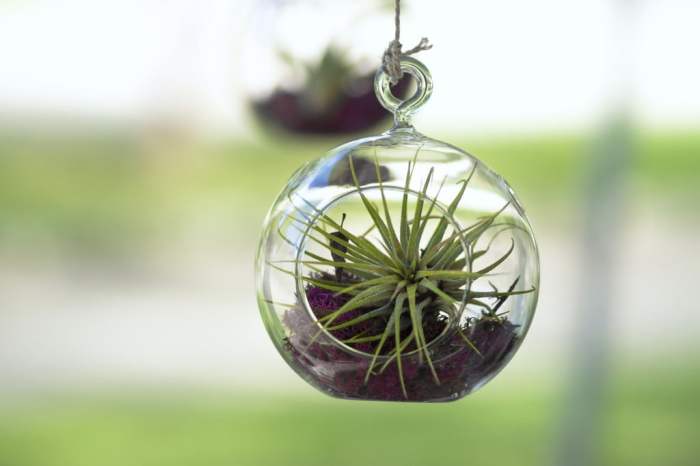 the best air plants to purify