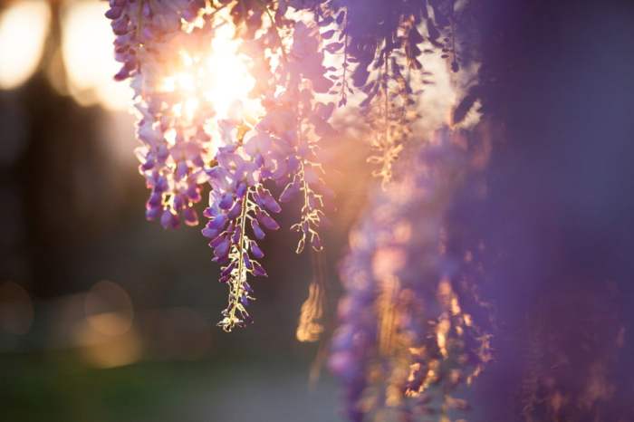 the best artificial wisteria flowers