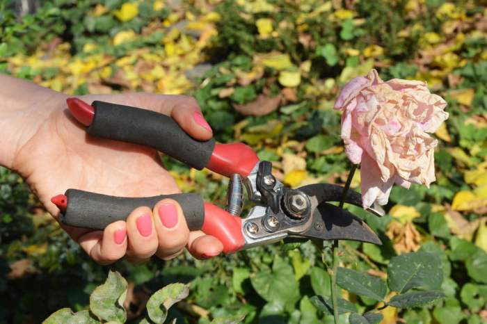 the best bypass pruning shears