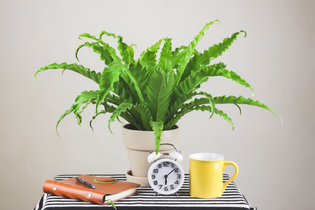 A bird's nest fern on a small table