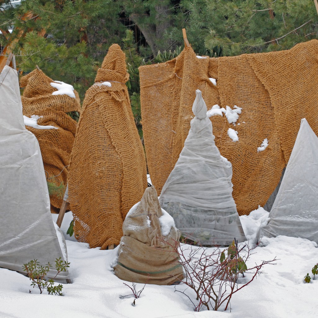 Brown and gray blankets over shrubs and trees in snow