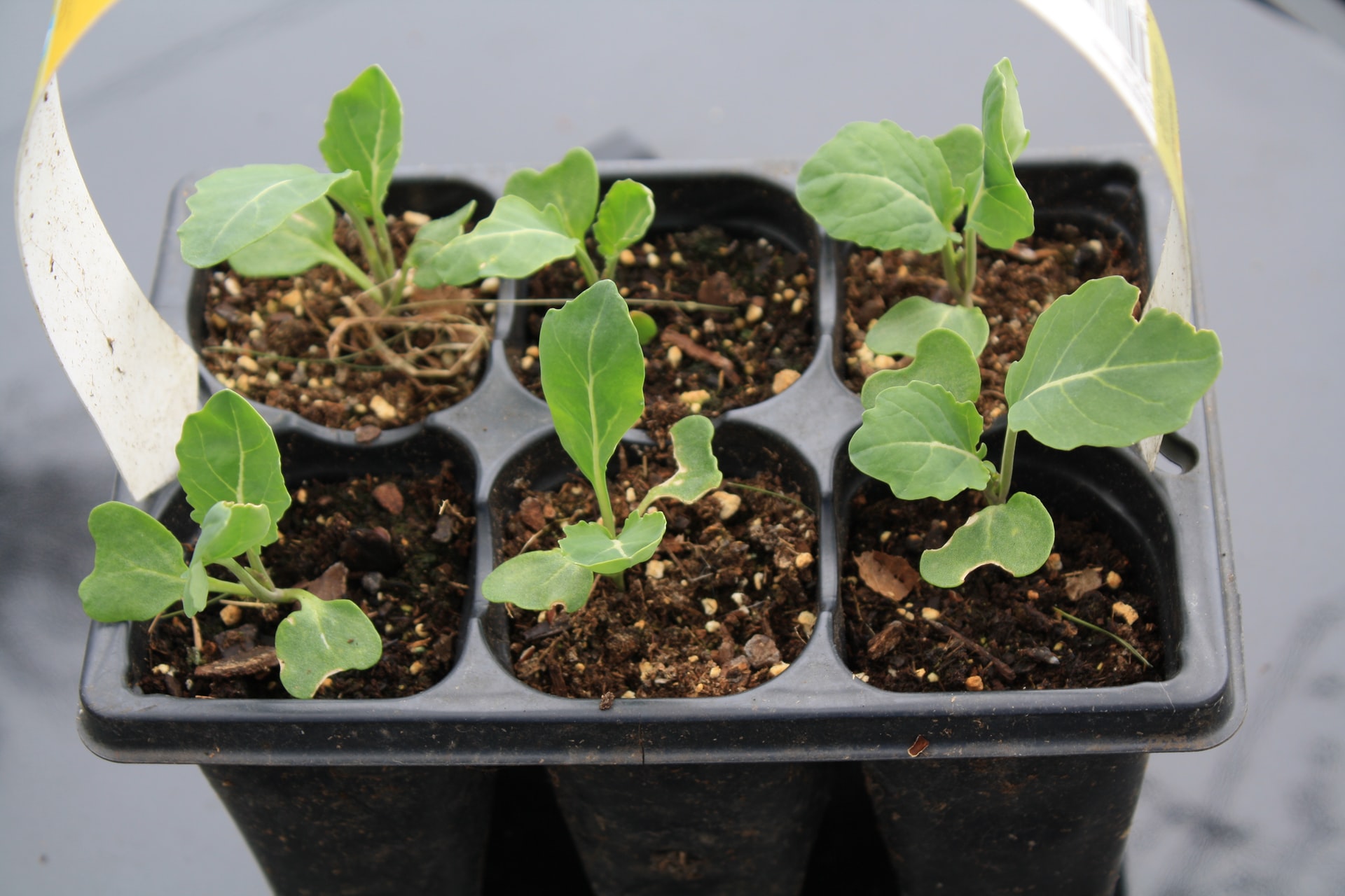 Six seedlings in a tray