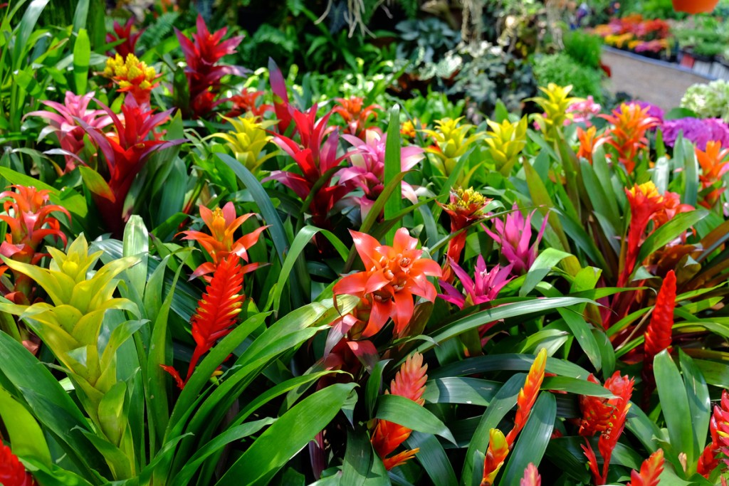A group of flowering bromeliads
