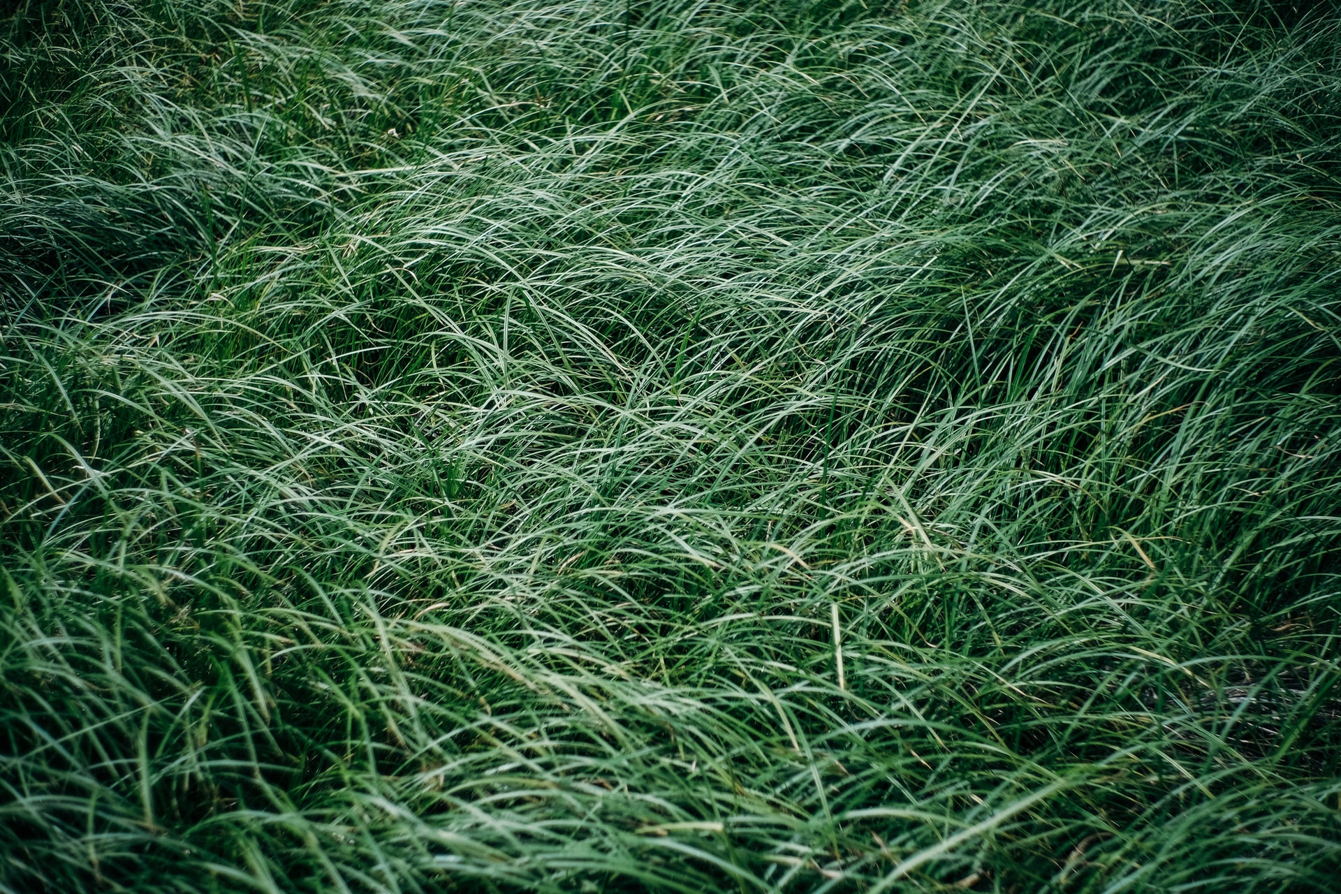 Dark green buffalo grass from above