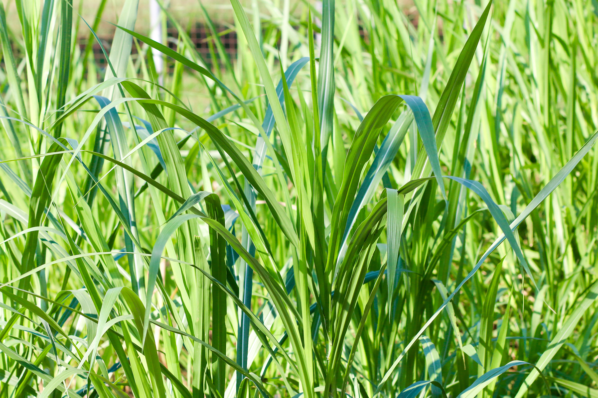 Buffalo Grass What Is It And How To Know If It s Right For You buffalo-grass-what-is-it-and-how-to-know-if-it-s-right-for-you
