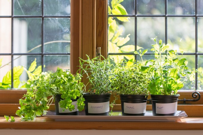 Row of herb plants in pots on windowsill