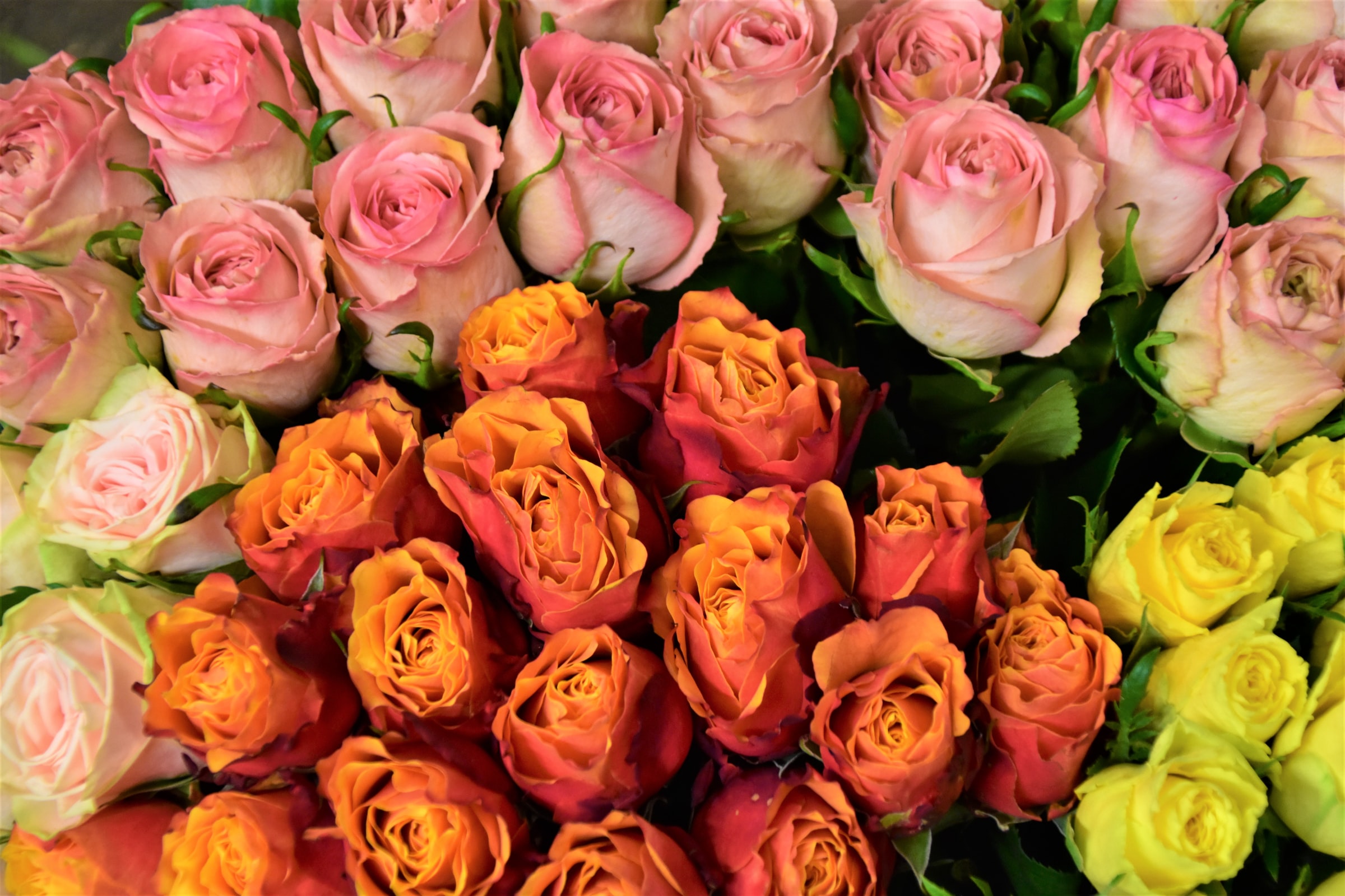 Multicolored roses