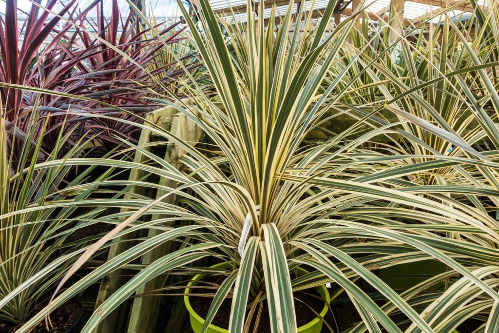 Green and white cordyline plant
