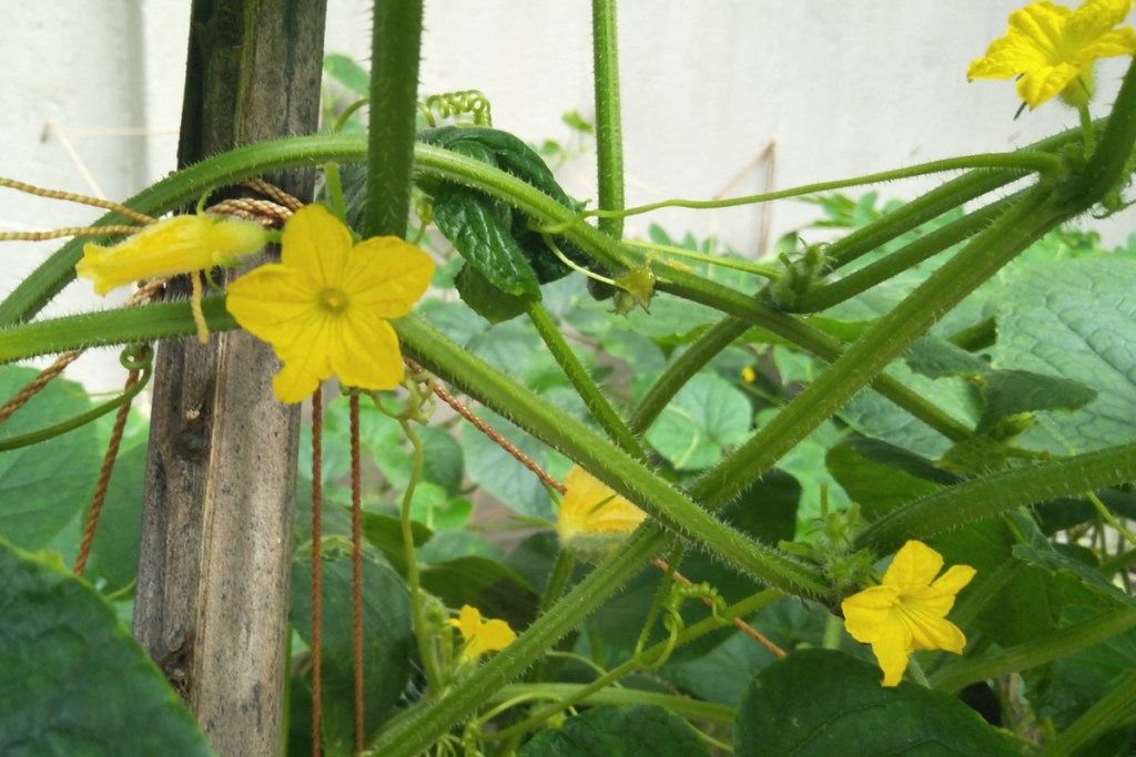 Cucumber vines flowering on trellis