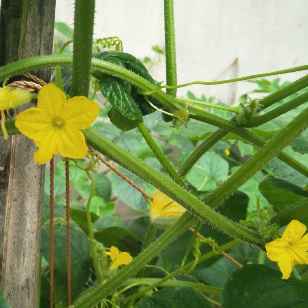 Cucumber vines flowering on trellis