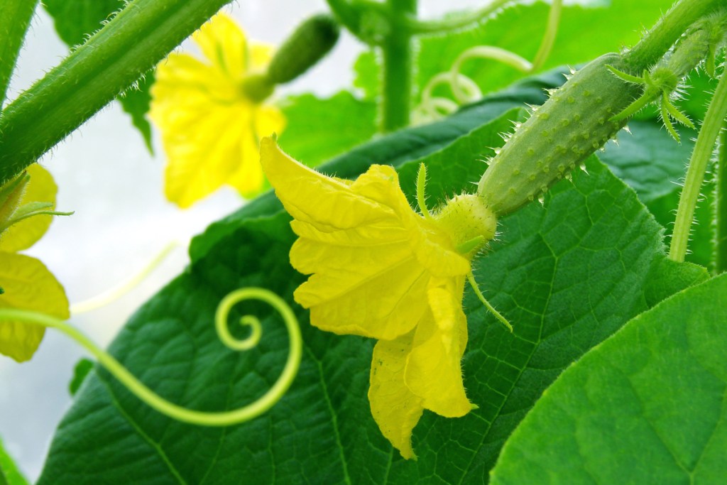 A vine with cucumber flowers, with cucumbers forming behind them