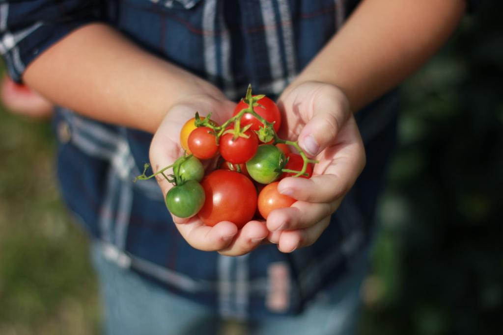 Cupped hands holding ripe and unripe cherry tomatoes
