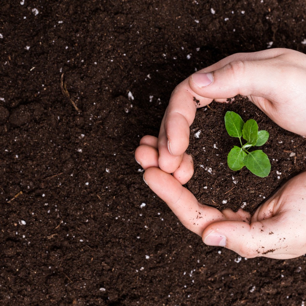 Cupped hands holding soil and a little seedling