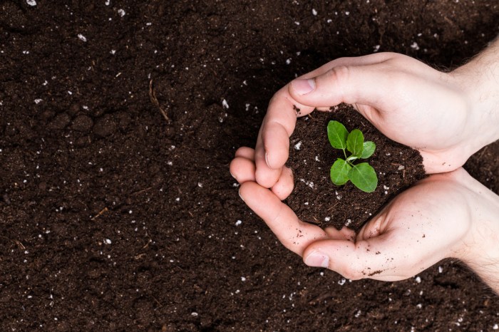 Cupped hands holding soil and little seedling