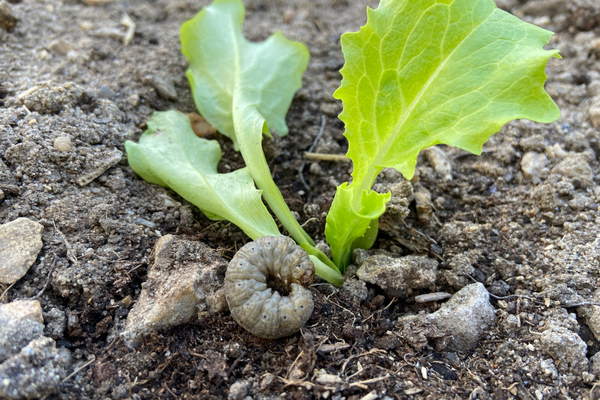 Cutworm curled on ground by young plant