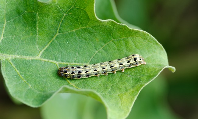 Cutworm on a leaf