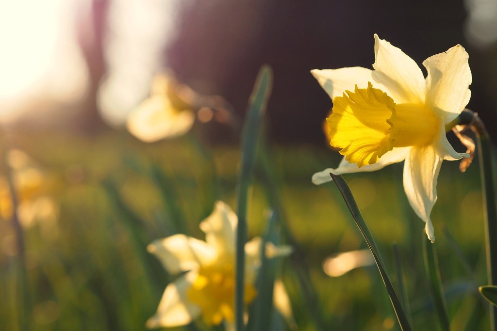 Close-up of daffodils in sunlight