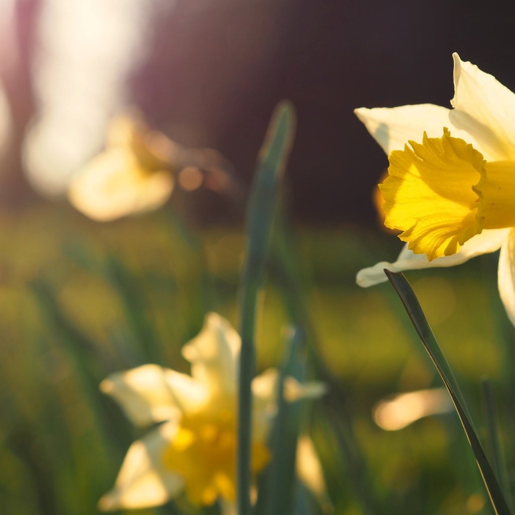Close up of daffodils in sunlight