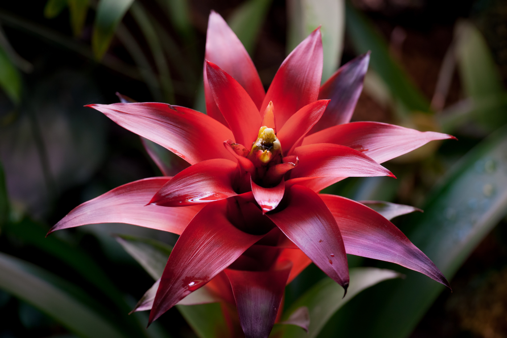 Dark red bromeliad bloom