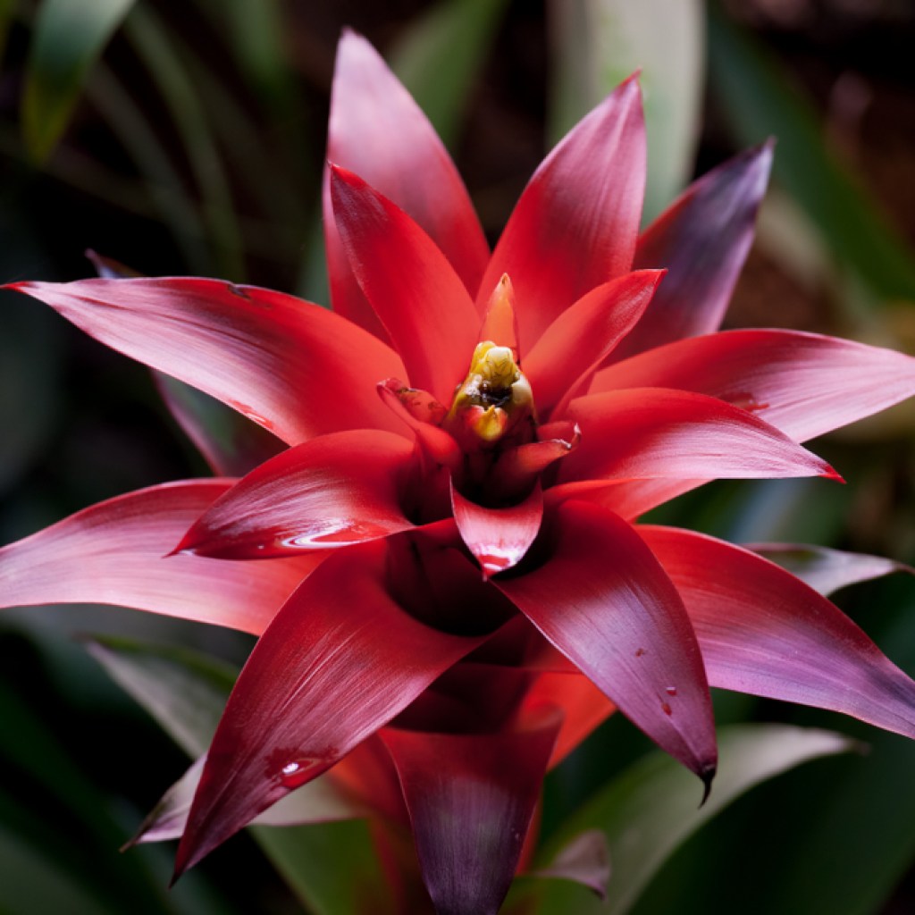 Dark red bromeliad bloom