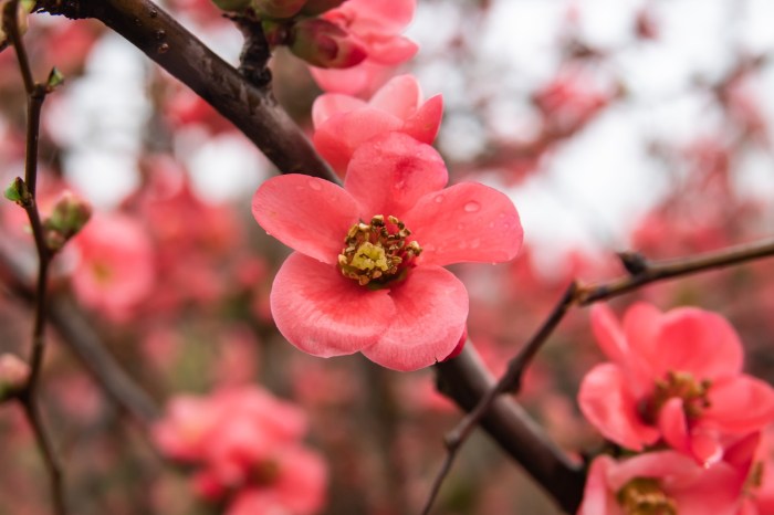 Japanese quince flowers blooming