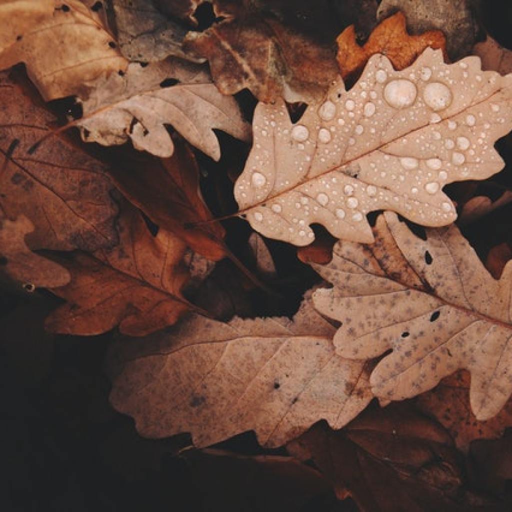 Brown fall leaves with water droplets