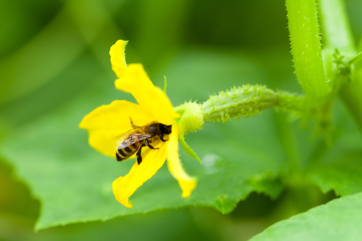  How to pollinate cucumbers for your garden