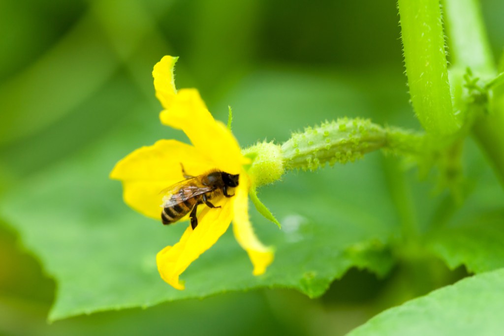 Female cucumber flower with a bee