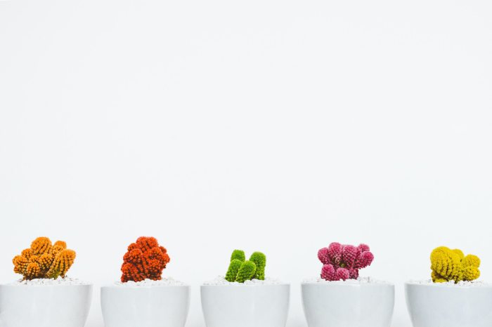 five colorful cactuses in white planters