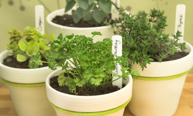 Four pots of fresh herbs