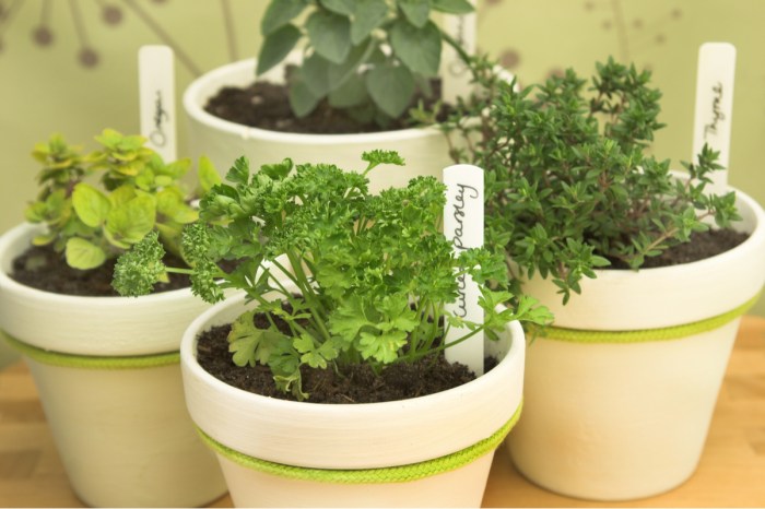 Four pots of fresh herbs