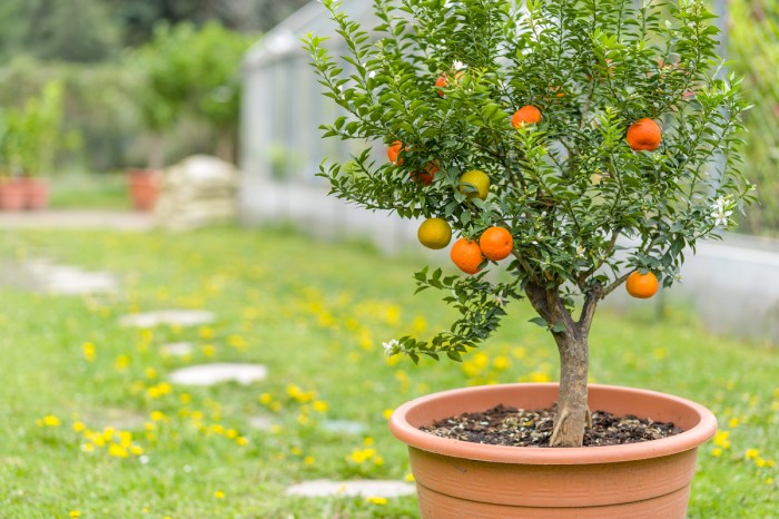 Small fruit tree outside in a brown pot