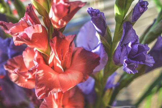 Purple gladiolus in bloom