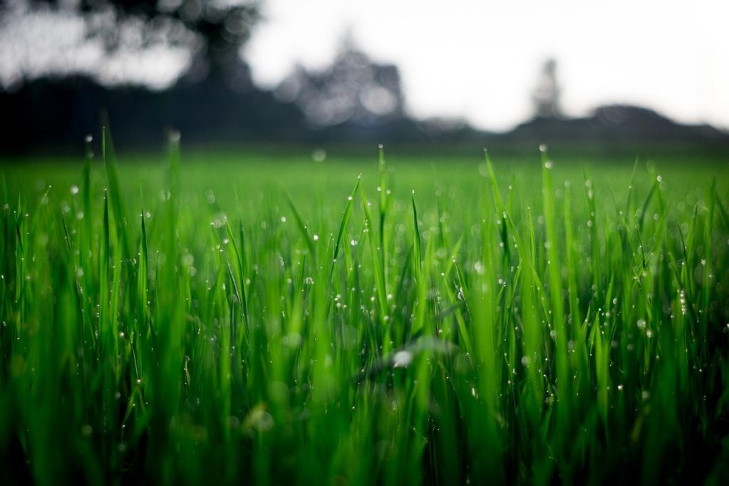 Buffalo grass with dew