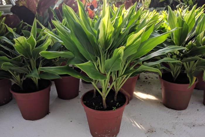 Potted green cordyline plants on ground