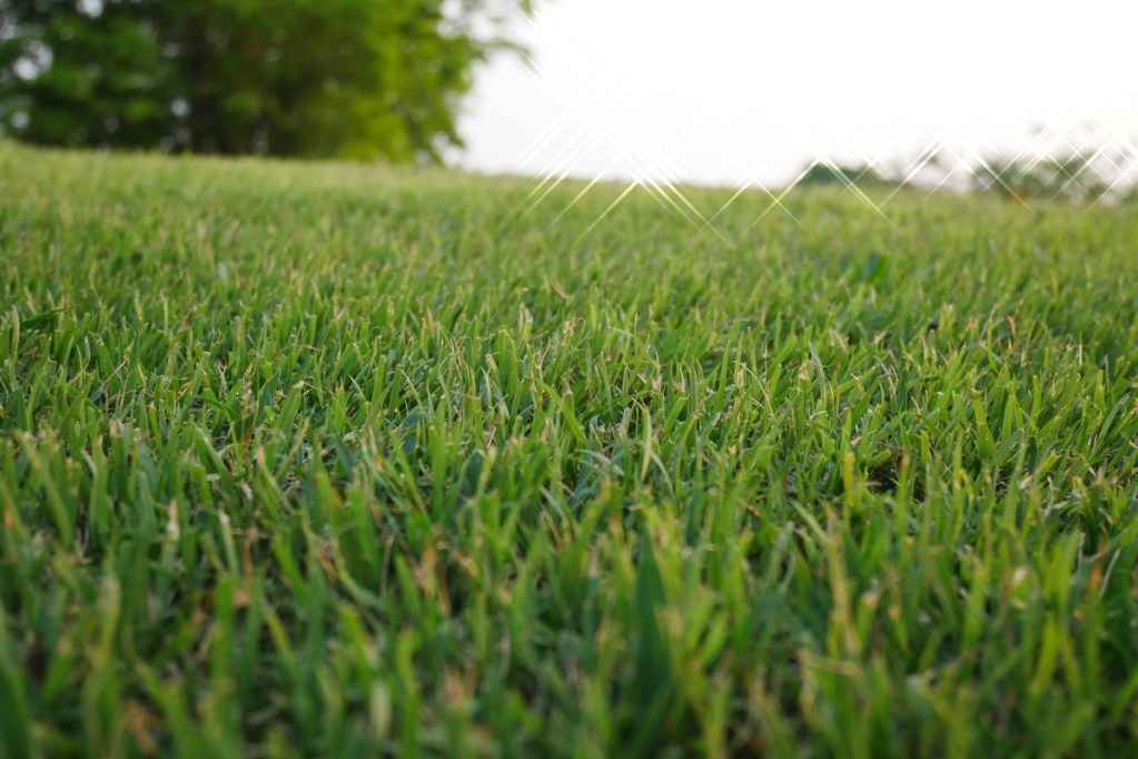 Evenly cut green lawn