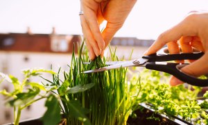 growing chives