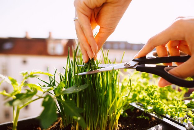 growing chives