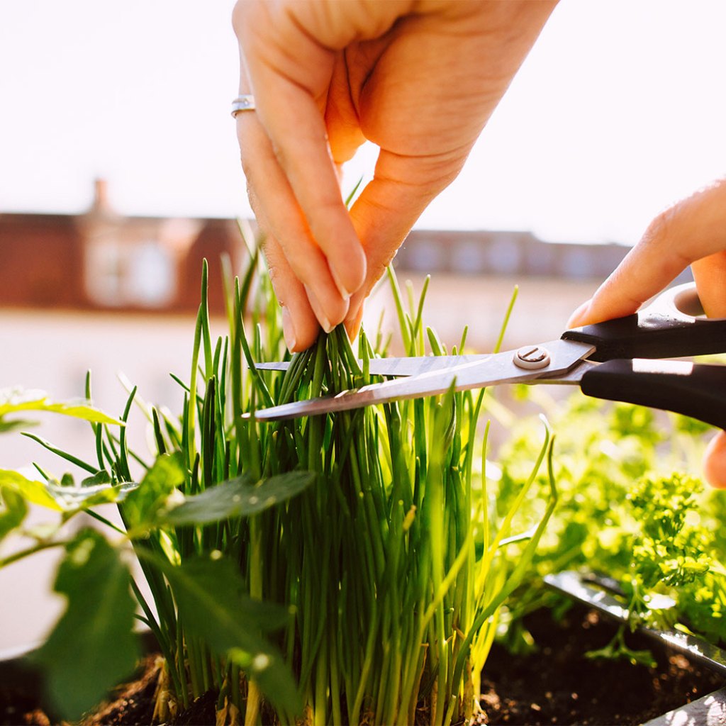 growing chives