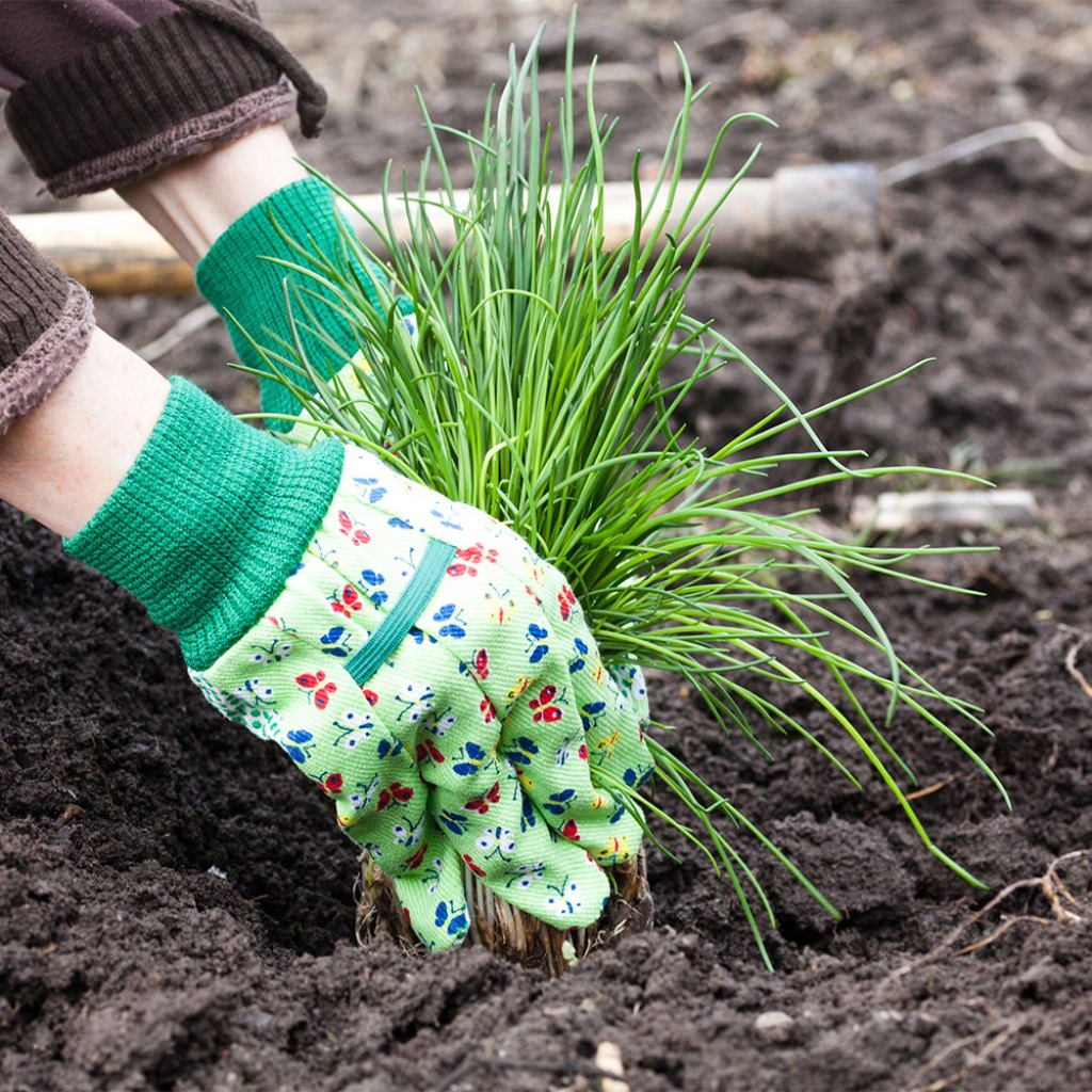growing chives