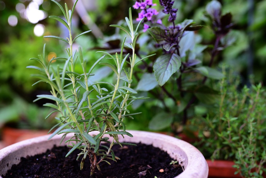 Growing rosemary