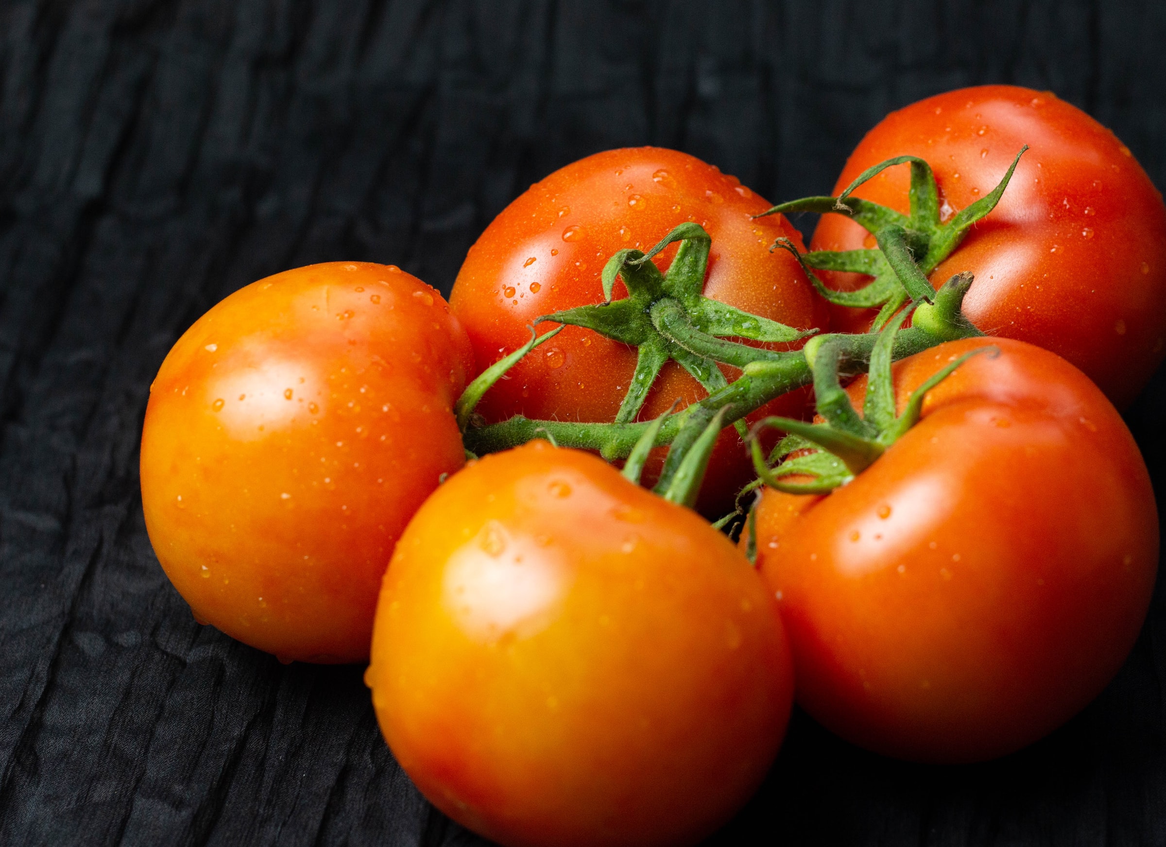 How to Grow Tomatoes Indoors During the Winter HappySprout