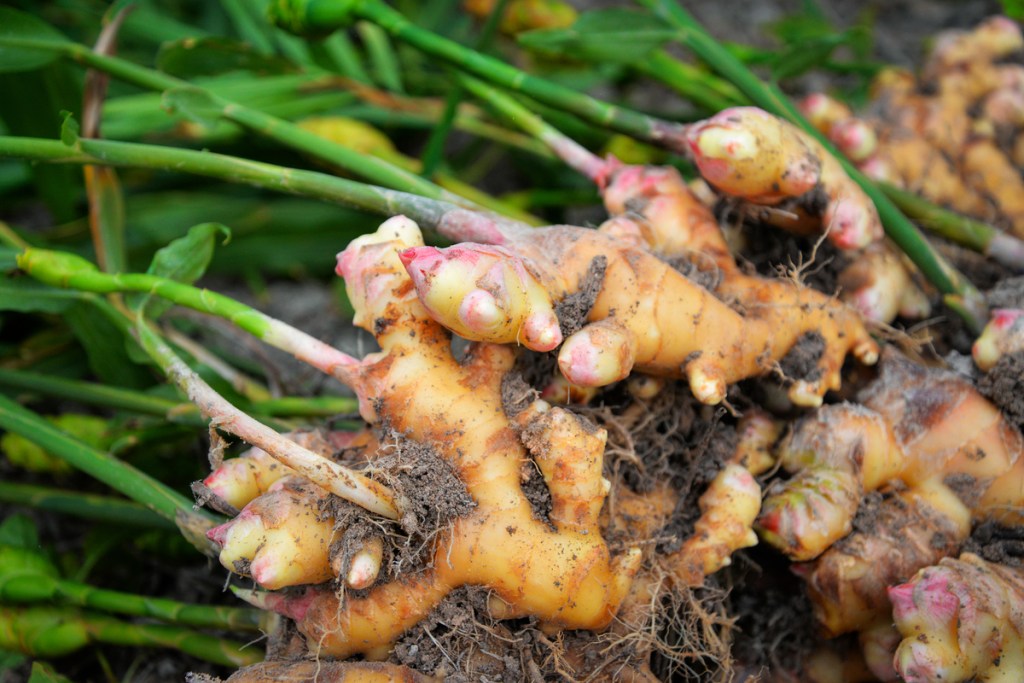 Freshly harvested ginger