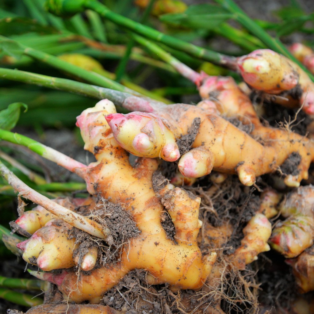 Freshly harvested ginger