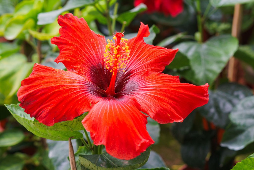 A red hibiscus flower