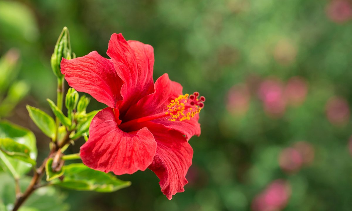 Hibiscus flower
