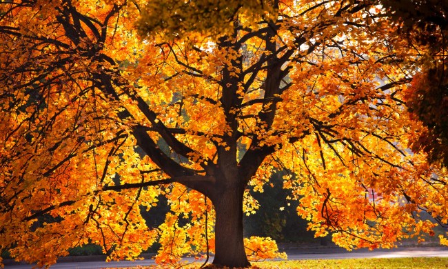 Large oak tree with orange leaves in autumn