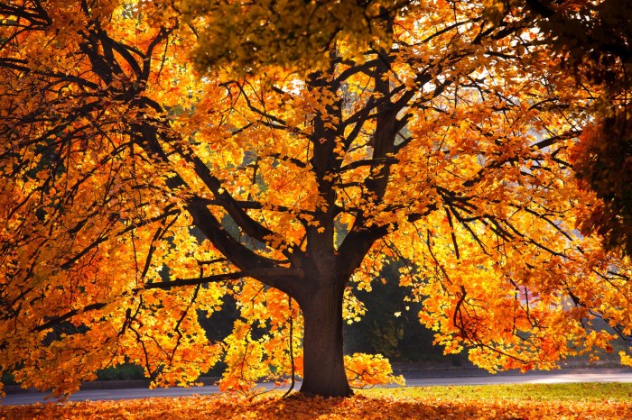 Large oak tree with orange leaves in autumn