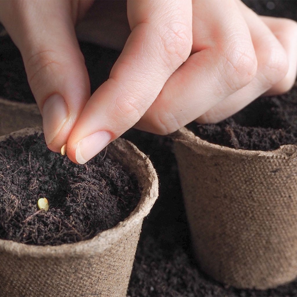 How to grow houseplants from seeds